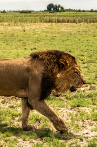 Okavango: el río de los sueños. Okavango: el río de...: Viaje divino