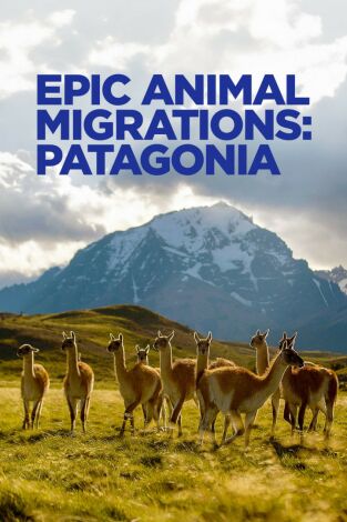 Migraciones animales épicas: La Patagonia