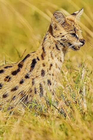 Las criaturas secretas de África