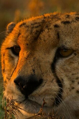 Grandes especies de África