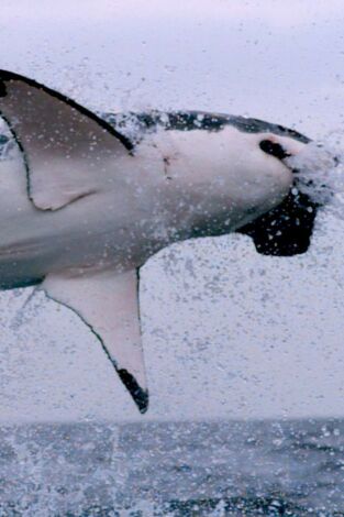 Los supervivientes definitivos de la naturaleza: Los 20 mejores cazadores