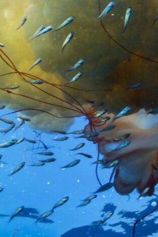 El mundo de los oceanos. El mundo de los oceanos: Tiburones