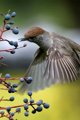 Belleza y seducción en la naturaleza. Belleza y seducción...: El poder de la atracción