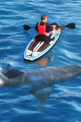 Especial Cuando los tiburones atacan. Especial Cuando los...: El paraíso perdido del surf