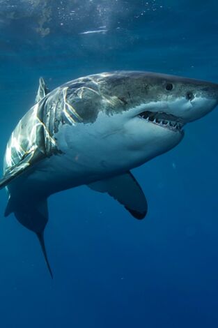 Especial Cuando los tiburones atacan. Especial Cuando los...: Especial Cuando los tiburones atacan 5 3