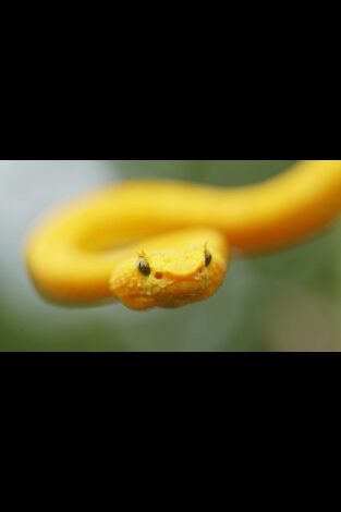 Las serpientes más letales del mundo. Las serpientes más...: Las Américas