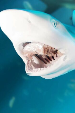 Zona de peligro: tiburones