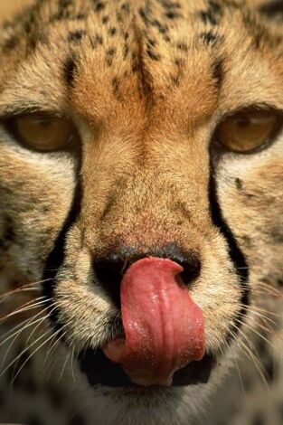 Instintos letales. Instintos letales: Nacido para correr