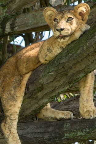 Póster de Los leones trepadores