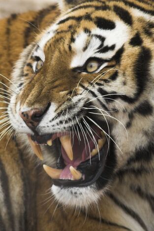 Póster de Aún más peligrosos: Ríos de muerte