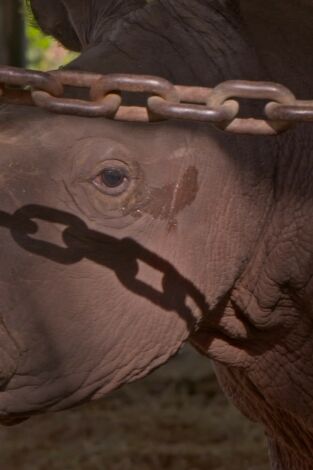 Secretos del Zoo: estrellas de Disney