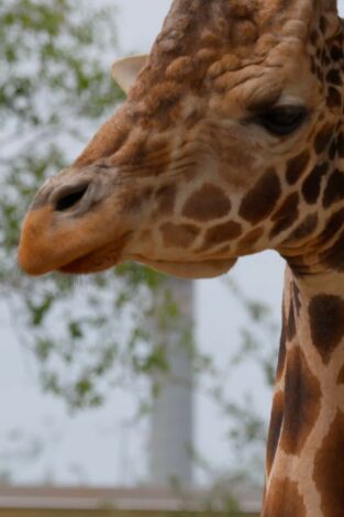 Los secretos del zoo: Tampa: El lado salvaje