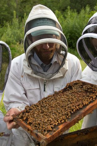 Los secretos de las abejas. Los secretos de las...: Los polinizadores