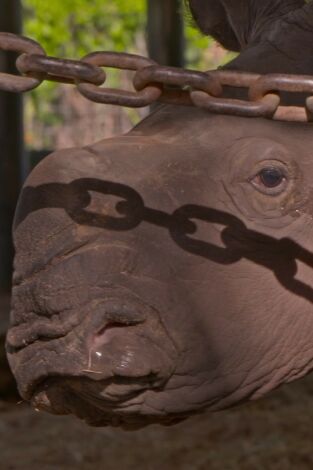 Especial Los secretos del zoo: Tampa: Baby boom. Especial Los secretos...: Juegos de primates