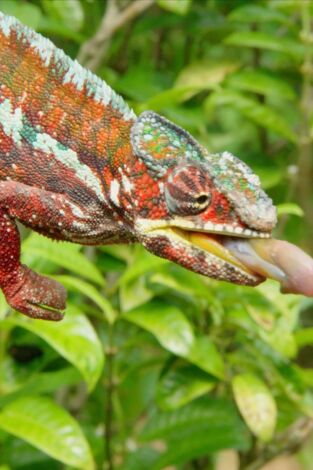Maravillas salvajes de Madagascar. Maravillas salvajes de...: Los animales más raros de Madagascar