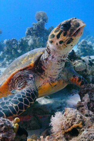 El Mar rojo: un jardín en evolución
