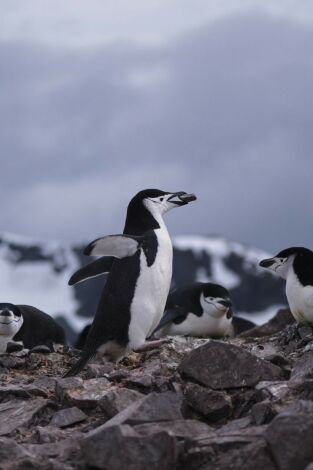 Planeta pingüino