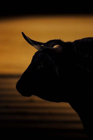 San Fermín en Navarra Televisión. T(T2025). San Fermín en... (T2025): Despedida de la comparsa de gigantes y cabezudos