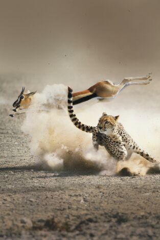 La caza. La caza: Océanos