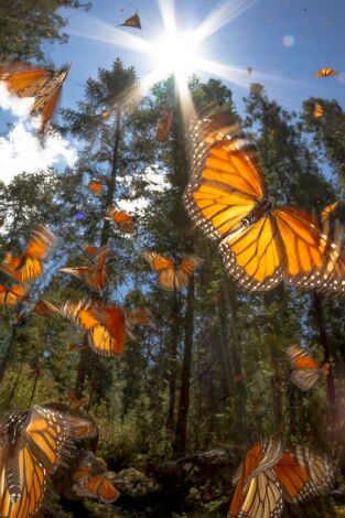 Supervivientes de la naturaleza