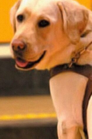 Instinto animal. Instinto animal: El lobo ha vuelto a Madrid