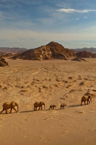 El Kalahari, la otra ley de la selva