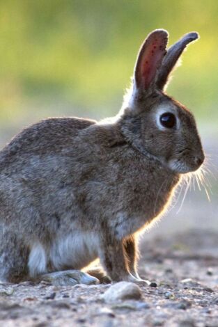 Hispania, tierra de conejos