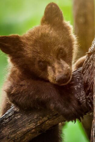 Parques Nacionales de América. Parques Nacionales de...: Voyageurs
