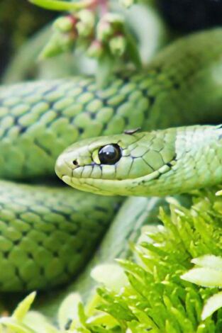 Reinos ocultos de África. Reinos ocultos de...: Drakensberg: Barrera de Lanzas