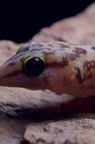 Horizontes salvajes de África. Horizontes salvajes...: Refugio maldito del cráter