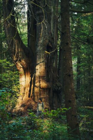 El mundo invisible de los bosques