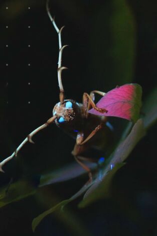 Mysterieux Insectes, sur la Piste des Origines