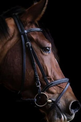 Equitation: Jumping International de La Baule