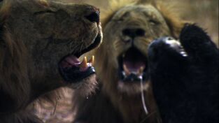 Leones: zona de guerra
