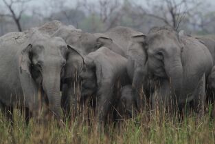 Los secretos de la India salvaje. Los secretos de la...: Reino elefante