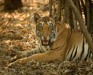 Los secretos de la India salvaje. Los secretos de la...: La selva del tigre