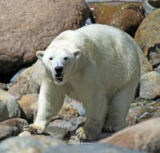 Depredadores alfa. Depredadores alfa 