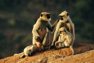 Instintos letales. Instintos letales: Parentescos