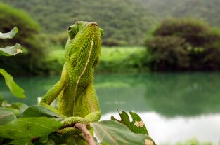 Instintos letales. Instintos letales: Asesinos natos