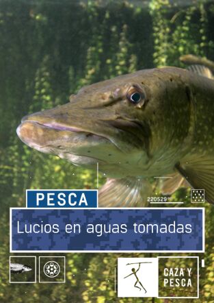 Lucios en aguas tomadas