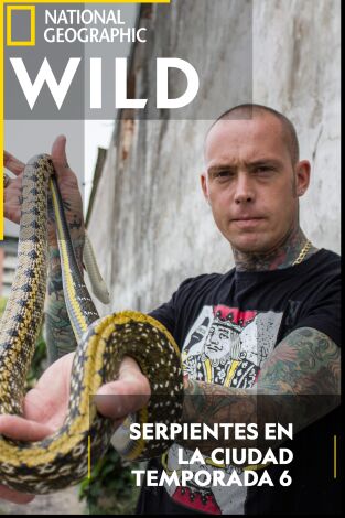 Serpientes en la ciudad. Serpientes en la ciudad: Serpientes y alcantarillado