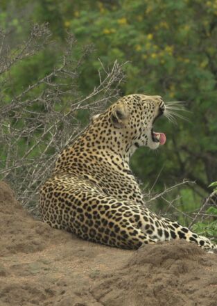 El linaje de los depredadores. El linaje de los...: El cuento del leopardo