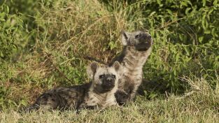 El linaje de los depredadores. El linaje de los...: El clan