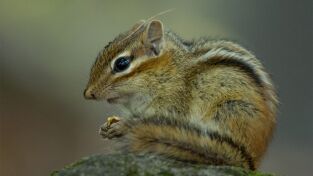 Las maravillas ocultas del invierno. Las maravillas ocultas...: La naturaleza helada de Asia