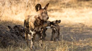 Savage Kingdom. Savage Kingdom: El sacrificio de una madre