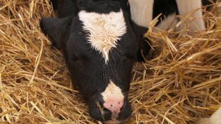 El increíble doctor Pol. El increíble doctor Pol: Feliz Navidad