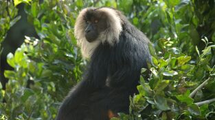 Los secretos naturales de Asia. Los secretos naturales...: Vida en el monzón