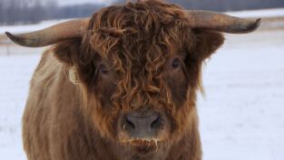 El increíble doctor Pol. El increíble doctor Pol: Amor de corderitos