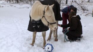 El increíble doctor Pol. El increíble doctor Pol: Fatiga post-parto