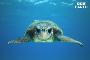 Animales con cámaras. Animales con cámaras: Océanos